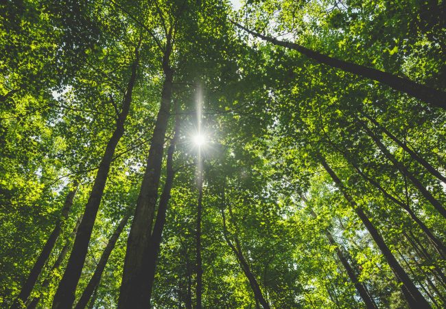 Aller à la page Bénéfices des arbres