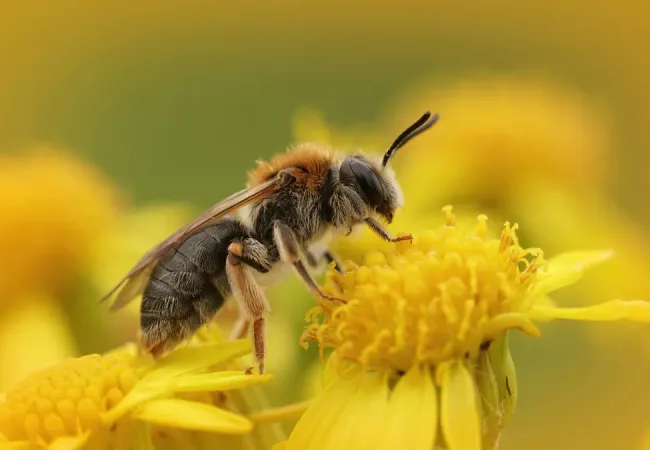 Aller à la page Défi Pissenlits : ensemble, laissons fleurir le printemps
