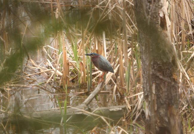 Aller à la page Protection des milieux naturels et de la biodiversité