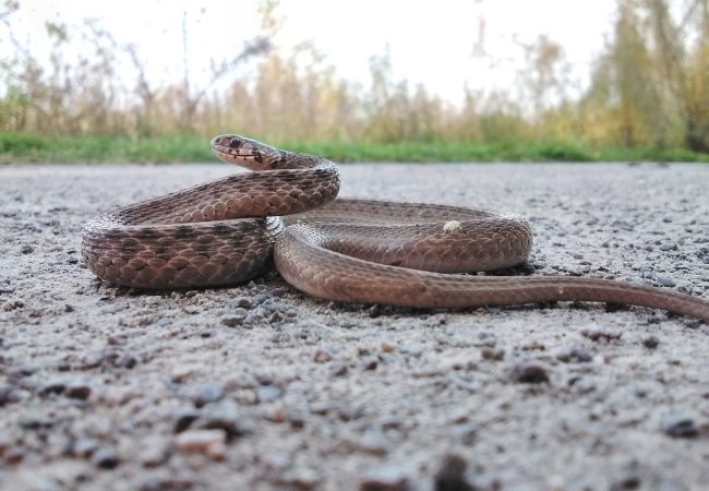 Aller à la page Amphibiens et reptiles : des alliés discrets de la nature 