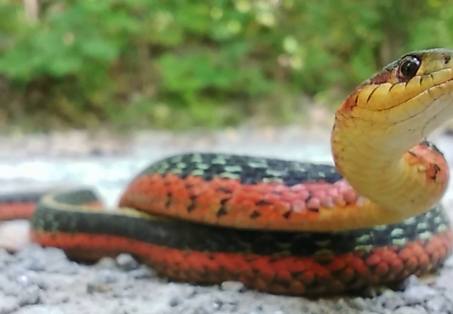 Aller à la page Inventaire citoyen dans le corridor de biodiversité 
